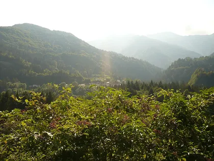 Agrons in summer